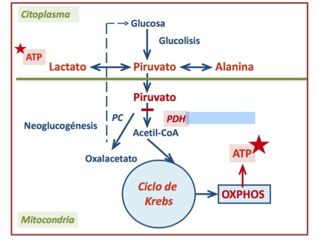 deficiencia de piruvato deshidrogenasa